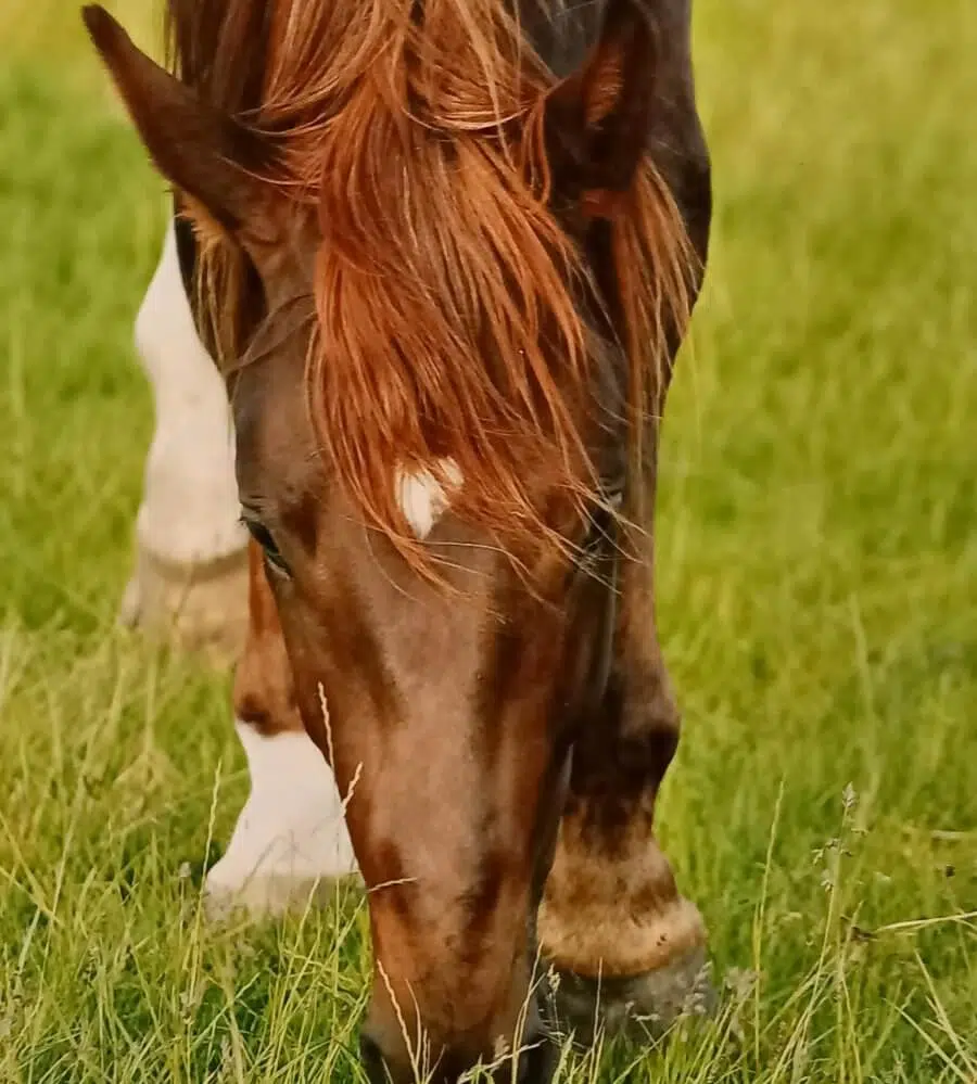 vos paard saskia coumans